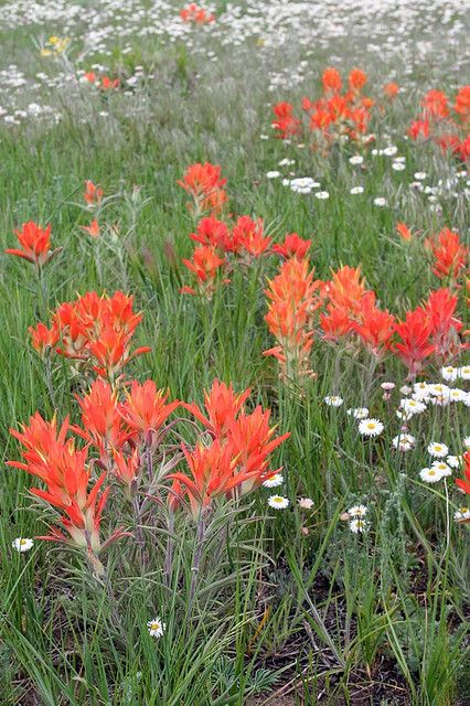 Indian Paint Brush by LaVeta Jude, via Flickr Paint Brush Flowers, Indian Paintbrush Drawing, Indian Paintbrush Bouquet, Indian Paintbrush Painting, Indian Paintbrush Wedding Bouquet, Indian Paint Brush Flower, Brush Flower, Indian Paint Brush, French Beading