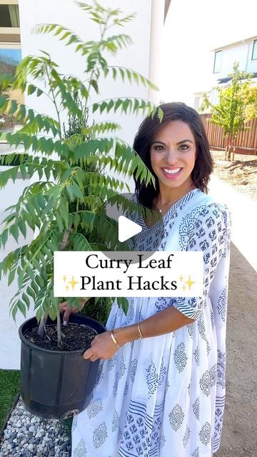 Kamana Bhaskaran on Instagram: "C0mment ‘Curry Leaf’ for a direct message with all the items shared in this Reel 💫

Do do know the secrets to help your Curry Leaf Plant thrive?! Sharing my Mom’s Curry Leaf Hacks
1️⃣ For strong roots - grind your egg shells and add the soil. The calcium, magnesium in eggshells strengthens the plant right at the root. 
2️⃣ Going on holiday - these water bulbs keep your plants hydrated so they don’t dry out.
3️⃣ Buttermilk (1 to 10 ratio yogurt to water) it’s rich in nitrogen and has an acid PH  that help curry leaf plants thrive. Do this once a month 👍🏽
4️⃣ For Bugs or fungus on your plant - use this Neem Oil spray to keep bugs away and follow for more!

#home #hacks #homehacks #curryleaf #plant #bugs #reelsindia" Ratio Yogurt, Curry Leaf Plant, Curry Leaf, Smart Farm, Plant Bugs, Plant Hacks, Leaf Plant, Once A Month, Potted Trees