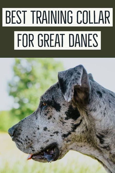 Great Dane Essentials, Great Dane Training, Great Dane Temperament, Training Puppies, Cool Dog Collars, Dog Commands, Luxury Dog Collars, Great Danes, Cute Dog Collars