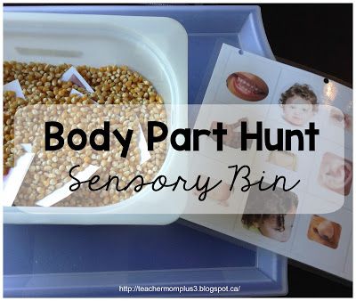 TeacherMomPlus3: Body Part Sensory Bin All About Me Eyfs, Body Parts Theme, All About Me Topic, Body Parts Preschool Activities, All About Me Preschool Theme, Me Preschool Theme, All About Me Crafts, Senses Preschool, Body Preschool