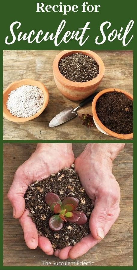 Best Soil For Succulents, Soil Recipe, Bathroom Budget, Succulent Potting Mix, Budget Makeover, Succulent Garden Indoor, Terrarium Ideas, Succulent Garden Design, Succulent Gardens