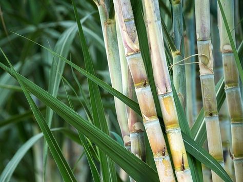 Sugar Cane Plant, Cane Plant, Agriculture Photography, Fakemon Region, Cool Flowers, Home Pantry, Spice Garden, Plant Paradox, Ornamental Grass