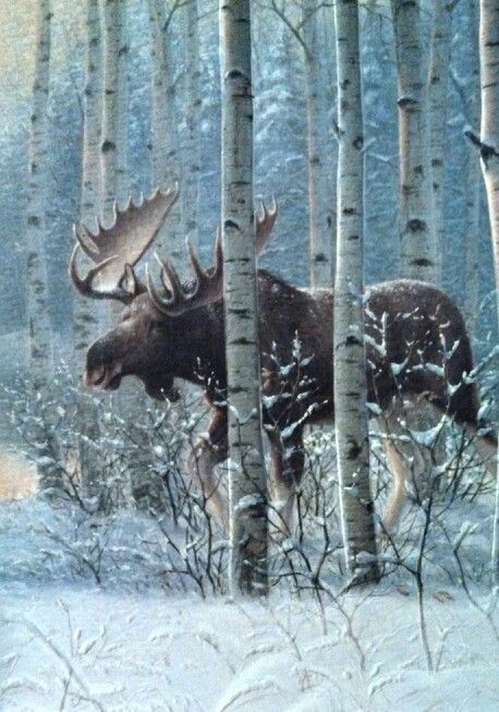 Moose in birch forest Moose Painting, Moose Pictures, Moose Deer, Bull Moose, Image Nature, Majestic Animals, Arte Animal, Wildlife Animals, Watercolor Animals