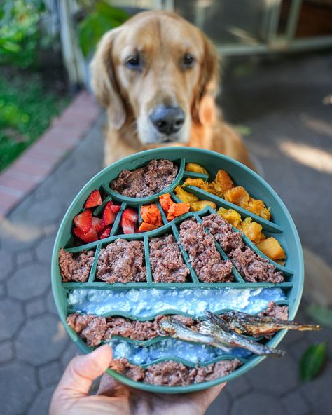 I like pretty bowls and I cannot lie🥣 My dogs eat from a slow feeder of some type 95% of the time and the ones I use most need to tick a few boxes: ✅ easy to wash ✅ safe material for all types of food ✅ actually slow down Aura who inhales her food ✅ cute 💁🏻‍♀️ These new slow feeders from @shop.dashis are inspired by the iconic landmark, Diamond Head, in Oahu Hawaii. They are made from 100% BPA-free silicone and microwave, dishwasher, and freezer-safe Bowl deets: @wefeedraw beef @shop.dashi... Dog Slow Feeder Bowl, Dog Raw Diet, Pretty Bowls, Dog Slow Feeder, Puppy Bowl, Slow Feeder Dog, Raw Pet Food, Healthy Dog Treats Homemade, Food Cute