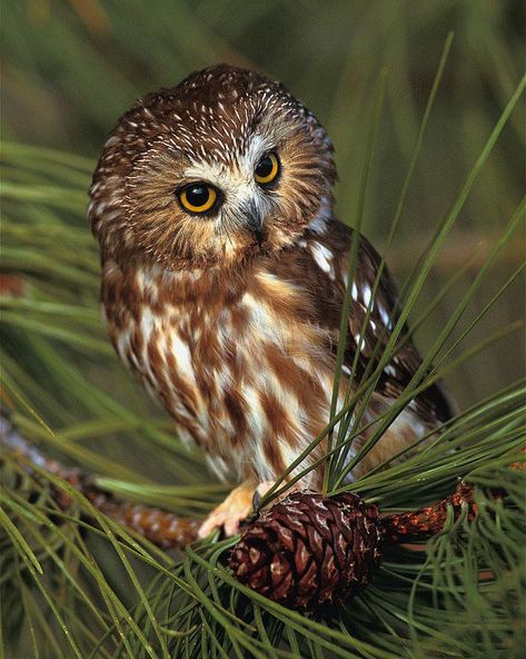 Bermuda saw whet owl - Alchetron, The Free Social Encyclopedia Saw Whet Owl, Owl Photography, Barred Owl, Owl Photos, Owl Pictures, Animal Wildlife, Beautiful Owl, Owl Bird, Ideas Photography