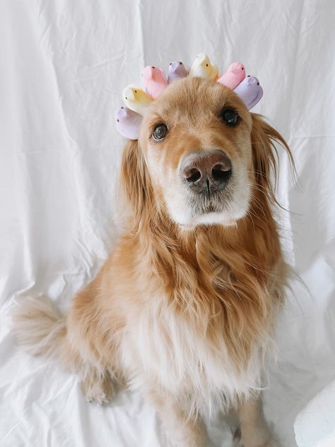 adorable english golden retriever puppy with a festive easter Peeps crown | Easter wallpaper | golden retriever easter background | dog easter | easter photography inspo | easter dog | goldens doing things #peeps #crown #easter #goldenretriever #goldenretrieverpuppy #goldenretrieverpuppies #goldenretrieverlove #goldenretrieverworld #goldenretrieverwallpaper Puppy Easter Photoshoot, Dog Easter Pictures, Dog Easter, Easter Dog Photoshoot, Easter Dog Photos, English Golden Retriever Puppy, Golden Retriever Wallpaper, Dog Portrait Photography, English Golden Retrievers