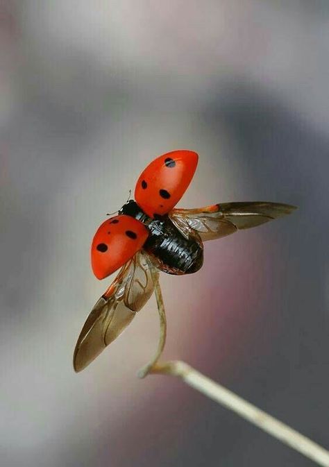 Ladybug Wings, Bug Images, Insect Photos, Theme Board, Lady Beetle, Ladybug Art, Wonderful Nature, Awesome Photography, Lady Bugs