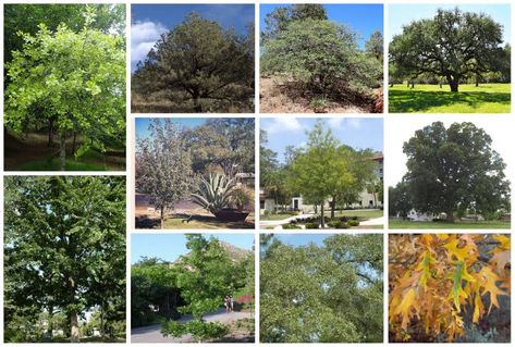 16 Types of Oak Trees in Texas (White & Red Varieties) Texas Oak Trees, Types Of Oak Trees, Oak Tree Bark, Red Oak Tree, Types Of Red, Oak Trees, Tree Bark, Oak Tree, Red Oak