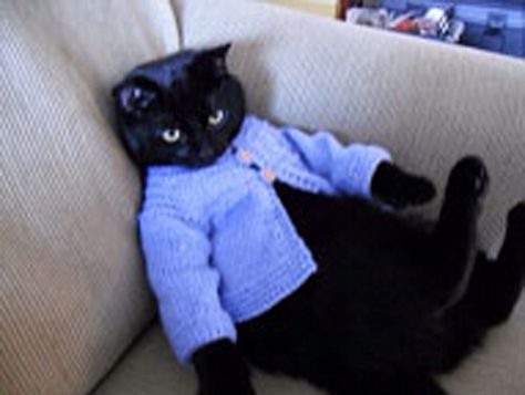 Black Cat wearing a blue Sweater Cat With Clothes, Cats In Sweaters, Kinds Of Cats, A Black Cat, Cat Fashion, Like A Cat, Cat Costumes, Cat Clothes, Cats Meow