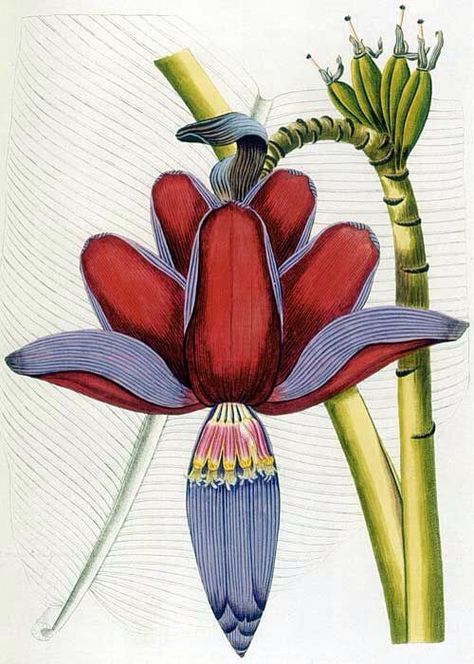 Fauna Illustration, Banana Flower, Vintage Botanical Prints, Scientific Illustration, Botanical Drawings, Medical Science, Plant Illustration, Arte Floral, Botanical Flowers