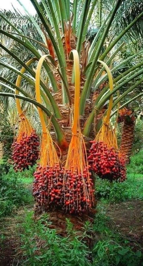 Termő datolya pálma Phoenix Dactylifera, Date Plant, Dates Tree, Dark Art Photography, Beautiful Fruits, Landscape Photography Nature, Wonderful Flowers, Fruit Tree, Unique Trees