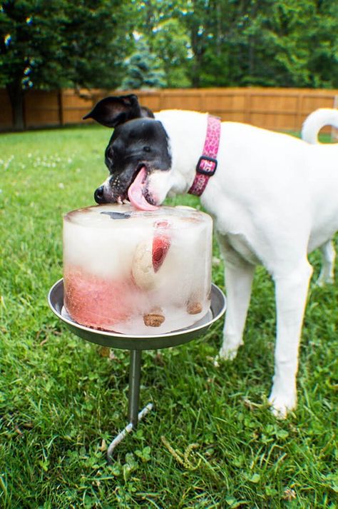 Dog Carnival Ideas, Outdoor Dog Birthday Party, Dog Beach Birthday Party, Dog Birthday Party Games For Dogs, Dog Party Ideas For Dogs, Dog Pool Party Ideas, Dog Beach Party, Dogs First Birthday Ideas Party Themes, Dog Ice Cube Treats