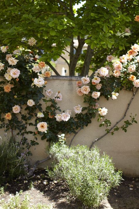 Up-To-Date Rose Garden Ideas Claire Austin Rose, Rose Garden Ideas, Rose Climbing, Rose Arch, Austin Rose, Climbing Rose, Garden Vines, Farmhouse Garden, Colorful Roses