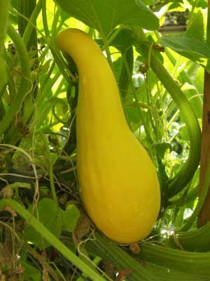 How to grow and harvest Squash (Summer) Squash Growing, Crookneck Squash, Vegetable Patch, Garden Planner, Vegetable Seeds, Yellow Squash, Summer Nature, Summer Squash, Fruit Garden