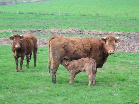 Limousin Cattle in Limousin. World Famous French Beef Cattle Breeds - HubPages Limousin Cattle, Limousin Bull, Maize Plant, Show Cattle, Cattle Breeds, Natural Pond, Beef Cattle, Natural Selection, Cow Calf