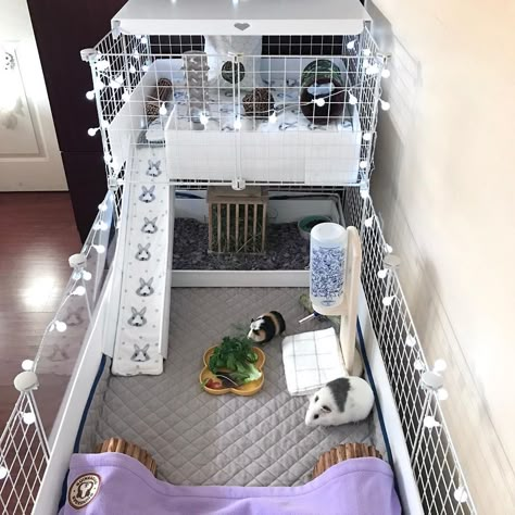 Two Story Bunny Cage, Genie Pig Cage Ideas, Small Guinea Pig Cage Ideas, Kavee Cage Ideas, Guinea Pig C&c Cage Ideas, Guinea Pig Cage Ideas Outdoor, Guinea Pig Set Up, Indoor Guinea Pig Cage Ideas, Cute Guinea Pig Cage Ideas