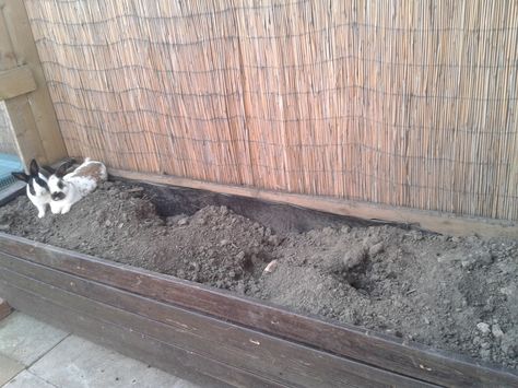 Rabbit Digging Box Ideas Outdoor, Rabbit Dig Box Ideas, Digging Box For Rabbits, Rabbit Digging Box Ideas, Rabbit Barn Ideas, Rabbit Shelter, Rabbit Shed, Diy Rabbit Cage, Rabbit Pen