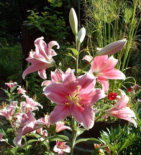 Sorbonne Oriental. Love it Fav Flower, Pink Lily Flower, Stargazer Lily, Boquette Flowers, Nothing But Flowers, Flower Therapy, Pretty Plants, Beautiful Flowers Pictures, Tiger Lily