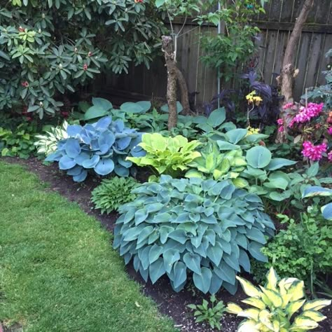 Black GoldTop 10 Shade Garden Plants for the Pacific Northwest Pacific Northwest Garden, Northwest Garden, Cheap Landscaping Ideas, Shade Garden Design, Shade Gardening, Hosta Gardens, Shade Garden Plants, Shade Gardens, Garden Shrubs