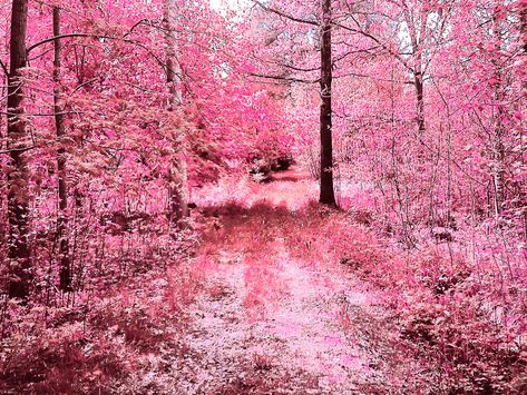 Do you even doubt that grace happens?  I dreamed of a pink forest one night and did a web search the next day and found this picture at deviantart.  It takes my breathe away.  I have a copy on my office bulletin board so I can dream of that pink forest every day. Shadow Powers, Romantic Stuff, Scenery Beautiful, Pretty Scenery, Forest Scenery, Pink Forest, Pink Nature, Fun Adventures, Free Backgrounds