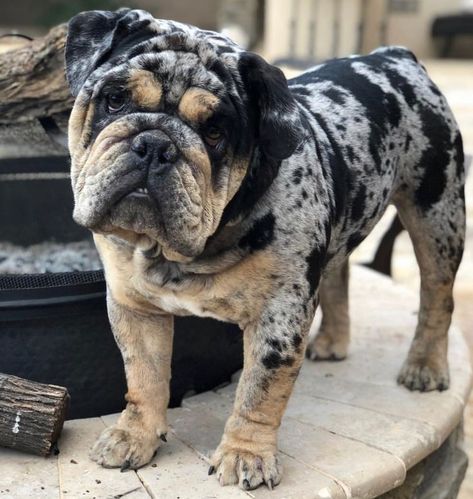 Gorgeous English Bulldog. Love The Colour Of Him! English Bulldog Merle, Bull Dogs English, English Bulldog Full Grown, Leavitt Bulldog, Puppy Obedience Training, English Bulldog Puppies, Bull Dogs, English Bulldog Puppy, English Bulldogs