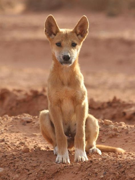 Australian Dingo, Animal Drawing Inspiration, Dingo Dog, Bow Board, Carolina Dog, African Wild Dog, Cat Sketch, Australian Animals, Creature Feature