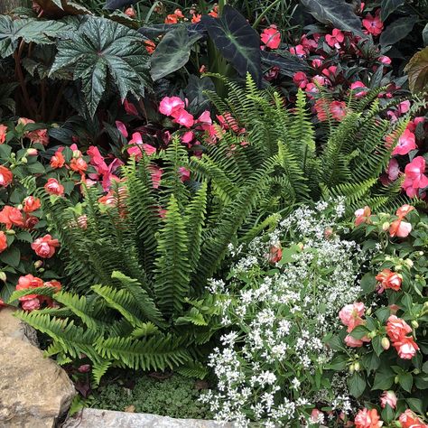 Upright, Tropical Texture, Great in Containers Kimberly Fern, Angel Fern Plant, Fern Ground Arch, Kimberly Queen Fern, Royal Fern, Garden Mum, Container Gardening Flowers, Border Plants, Garden Containers