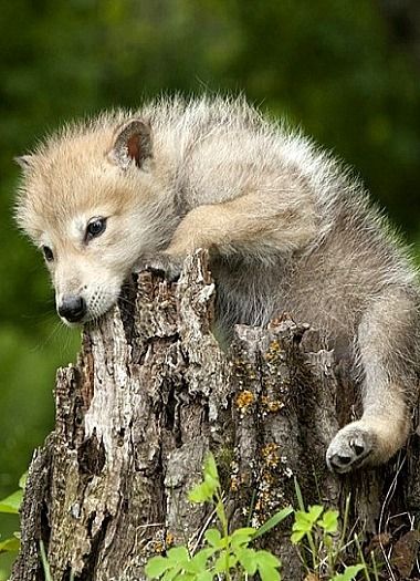 Wolf pup riding a tree stump Wolf Pups, Baby Wolves, Wolf Pics, Wolf Pup, Baby Wolf, Wolf Photos, Wolf Spirit Animal, Wolf Love, Beautiful Wolves