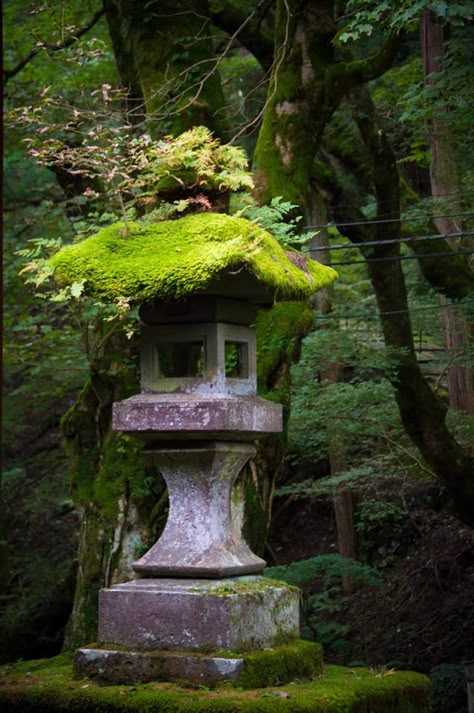 . Backyard Lanterns, Japanese Garden Lanterns, Japanese Stone Lanterns, Garden Japanese, Japanese Style Garden, Stone Lantern, Japan Garden, Japanese Lanterns, Moss Covered