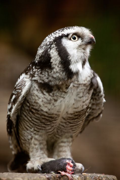 Hawk owl with prey. Photograph by Arjan Haverkamp on Flickr Owl Beautiful, Hawk Owl, Raptors Bird, Barn Owls, Hoot Owl, Beautiful Owl, Owl Bird, Owl Art, Pretty Birds