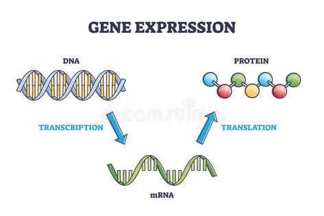 Gene expression with DNA transcription, mRNA and translation outline diagram. Gene expression with DNA transcription, mRNA and protein translation outline vector illustration Translation Of Dna, Mrna Transcription, Translation Biology, Dna Transcription And Translation, Dna Transcription, Research Outline, Biology Diagrams, Studying Funny, Chemistry Basics