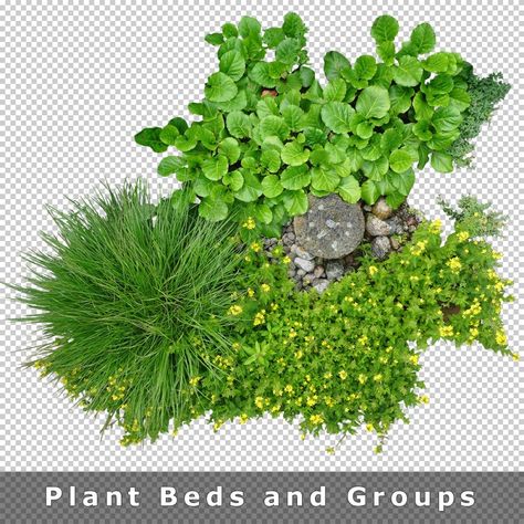 Plant Top View Png, Plant Top View, Tree Plan Photoshop, Tree Plan Png, Png Plants, Tree Photoshop, Bushes And Shrubs, Tree Plan, Search Google