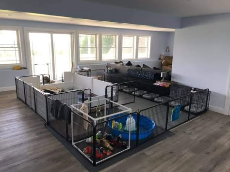 puppy play space Dog Breeders Kennels, Dog Having Puppies, Dog Condo, Dog Room Design, Dog Breeding Kennels, Dog Boarding Ideas, Dog Breeding Business, Whelping Puppies, Dog Playpen Indoor