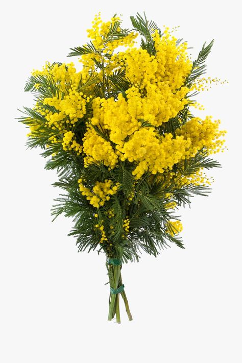 Acacia Baileyana, Goldenrod Flower, Mimosa Tree, Mimosa Flower, Sensitive Plant, Yellow Bouquets, Australian Native Flowers, Wedding Invitation Envelopes, Meadow Flowers