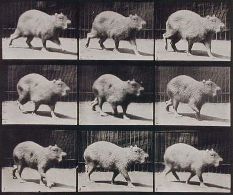 Eadweard Muybridge, Capybara Walking, 1887 Exhibition Showcase, Pennsylvania Philadelphia, Principles Of Animation, Eadweard Muybridge, Philadelphia Zoo, Animal Movement, Kingston Upon Thames, Horse Galloping, Cy Twombly