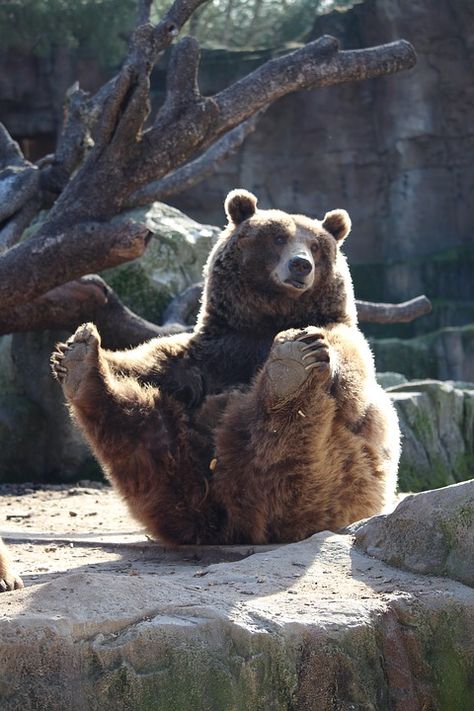 Free photo: Bear, Zoo, Sitting, Animals - Free Image on Pixabay - 1210343 Bears Sitting, Bear Zoo, Bear Sitting, Brown Bears, Funny Bears, Bear Photos, Bear Pictures, Pretty Animals, Silly Animals