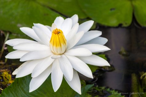 The Giant Water Lily – Guyana’s National Flower (Formerly The Victoria Regia Lily) Victoria Amazonica, Giant Water Lily, Homemade Coconut Oil, Lotus Plant, National Flower, Lily Plants, Ornamental Plants, Plant Species, Flower Bud