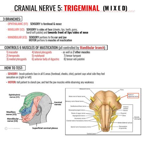 Trigeminal Nerve, Cranial Nerve 5 Trigeminal Nerve Notes, Trigeminal Nerve Anatomy, Trigeminal Nerve Branches, Palatine Bone, Trigeminal Nerve, Neck Anatomy, Nerve Anatomy, Cranial Nerves Mnemonic, Nerve Disorders