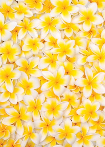 Fiori Frangipani, Yellow And White Flowers, School Makeup, Yellow Aesthetic, Mellow Yellow, Happy Colors, Shades Of Yellow, Tropical Flowers, Love Flowers