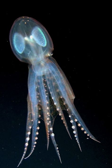 Transparent Octopus | ferrebeekeeper Transparent Octopus, Octopus Image, Fauna Marina, Deep Sea Creatures, Life Aquatic, Beautiful Sea Creatures, Water Animals, Underwater Creatures, Underwater Life