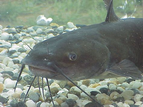 Nile River Animals | Ancient Egyptian Nile River Catfish Farming, Catfish Rigs, How To Catch Catfish, Big Catfish, Blue Catfish, Cat Fishing, Ikan Air Tawar, Channel Catfish, Catfish Bait