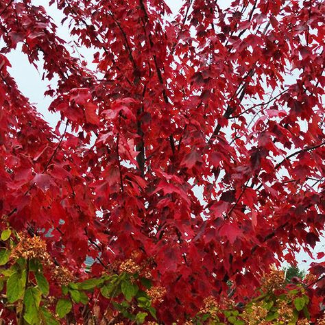 An American native, Red maple forms a handsome oval crown of bright green leaves that turn fiery red in autumn. Growing at a moderate rate, Red maples are a sturdy and reliable shade tree. Name: Acer rubrum Growing Conditions: Full Sun/Partial Shade Size: 40–60 feet tall, 30–40 feet wide Zones: 3–9 Grow it because: Red maple has great form, color, and hardiness. Coral Bark Maple, Japanese Maple Varieties, Colourful Trees, Autumn Blaze Maple, Landscape Ideas Front Yard Curb Appeal, Acer Rubrum, Red Maple Tree, Small Purple Flowers, Maple Trees