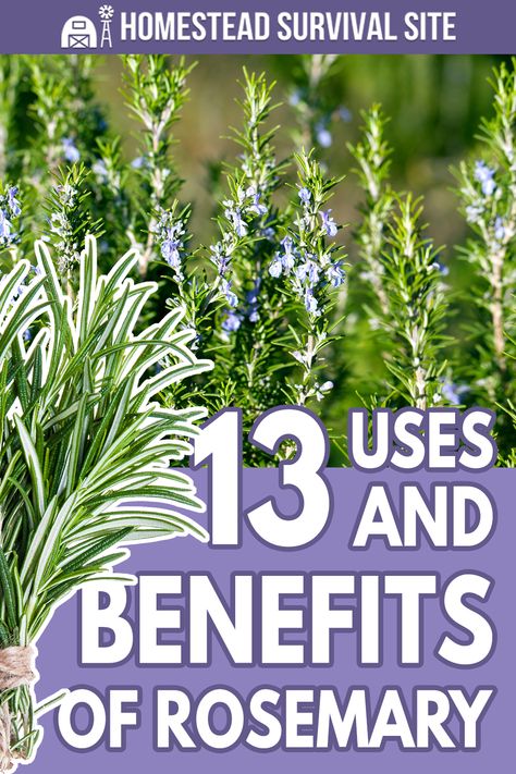 Rosemary Health Benefits, Benefits Of Rosemary, Rosemary Herb, Rosemary Water, Rosemary Tea, Medicinal Herbs Garden, Rosemary Plant, Plant Benefits, Herbal Plants