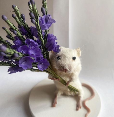 Taxidermy mouse holding a bouquet of flowers 💜 Cute Taxidermy, Animals Holding Flowers, Mouse Taxidermy, Rat With Flowers, Taxidermy Mouse, Mice In Flowers, Mouse With Flower, Mouse Holding Flower, Taxidermy Mice Dancing