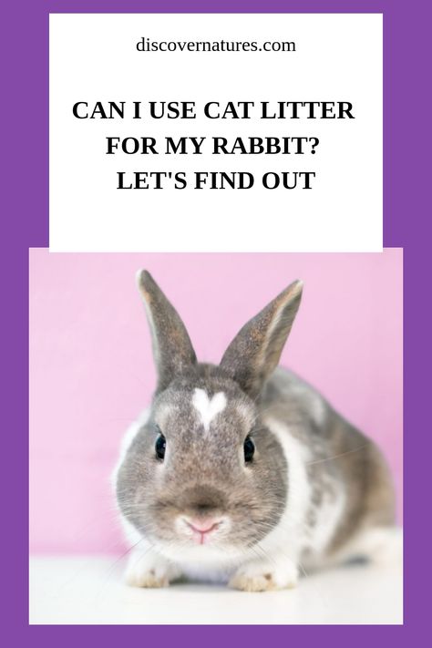 Rabbits can use cat litter. However, while cat littler is safe for your rabbits, there are better options for their environment. This article will help you know what litter type to avoid and what are safe to use. #rabbitlitter #rabbitpet #catlitter Rabbit Litter, Rabbit Litter Box, Toilet Training, Health Habits, Boxing Conditioning, Pet Rabbit, Digestion Problems, Cat Litter, Litter Box