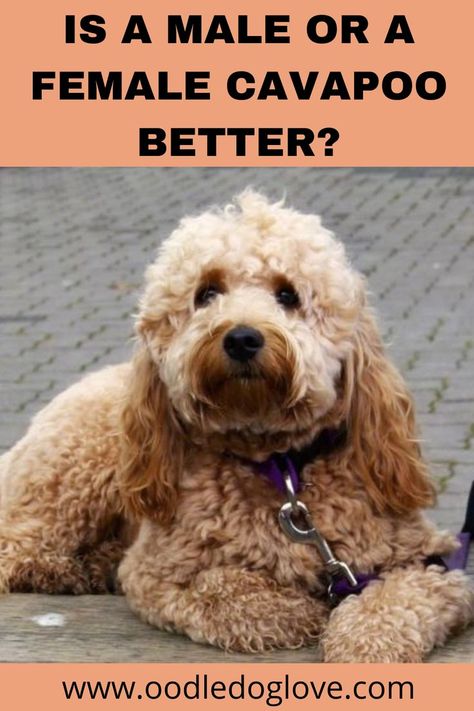 Toy Cavapoo Full Grown, Red Cavapoo Full Grown, Cavapoochon Full Grown, Cavapoo Puppies Full Grown, Cavapoo Grooming Styles, Cavapoo Training, Cavapoo Haircut Styles, Cavapoo Full Grown, Cavapoo Breeders