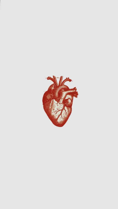 Realistic Heart Wallpaper Aesthetic, Heart Anatomy Wallpaper, Anatomy Heart Wallpaper, Anatomical Heart Wallpaper, Anatomical Heart Wallpaper Iphone, Biological Heart Wallpaper, Human Heart Aesthetic, Real Heart Aesthetic, Human Heart Wallpaper