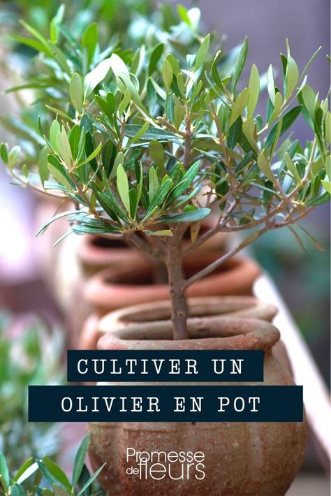 Olivier En Pot, France, Plants