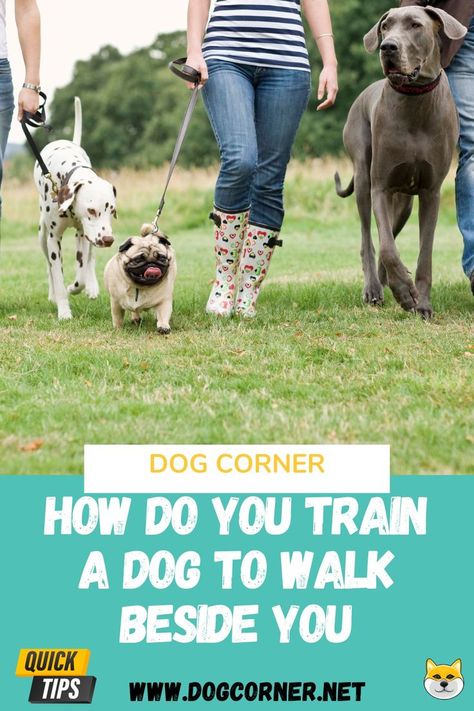 Take your walks to the next level! How do you train a dog to walk beside you? With patience and consistency, you can teach your dog to walk politely on a leash. Learn tips and tricks for leash training success. Teach Puppy To Walk On Leash, Train A Dog, Dog Corner, Dogs Training, Multiple Dogs, Leash Training, Dog Brain, Dog Training Videos, Dog Nutrition