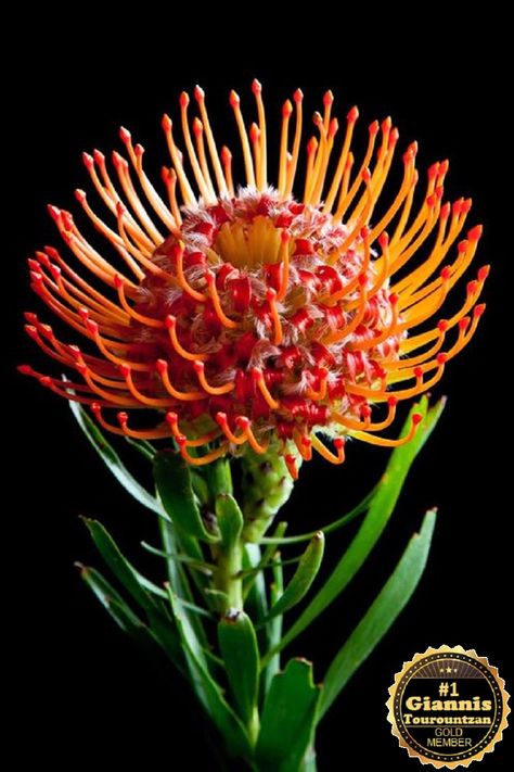 Carnations Wedding, Pincushion Protea, Australian Native Garden, Protea Flower, Strange Flowers, Australian Flowers, Australian Native Flowers, Fleur Orange, Australian Plants